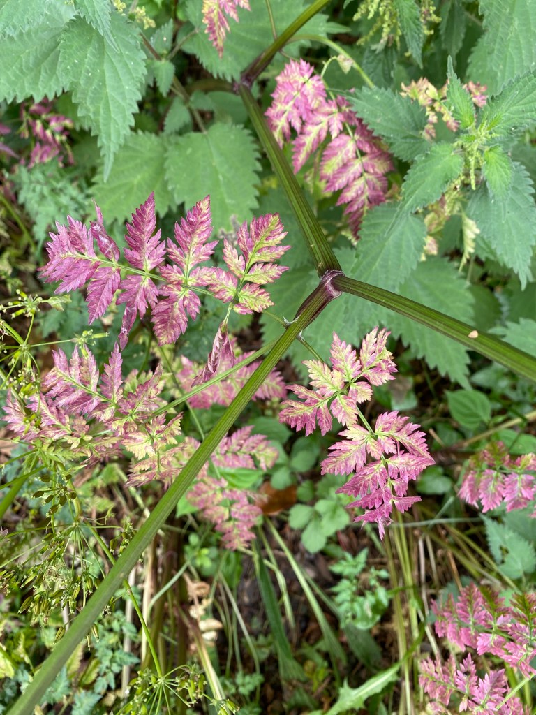 A beautiful compilation of multicoloured leaves.
