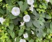 Bindweed.