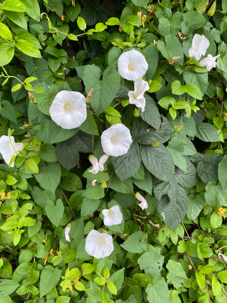 Bindweed.
