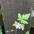 Herb-robert.