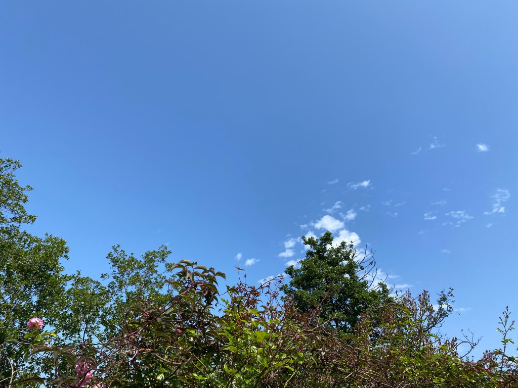 Big blue sky above the hedge.