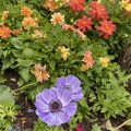 A colourful flowerbed.