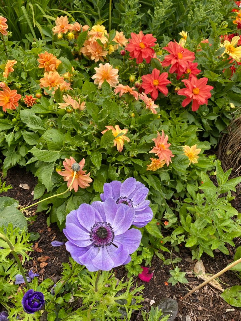 A colourful flowerbed.
