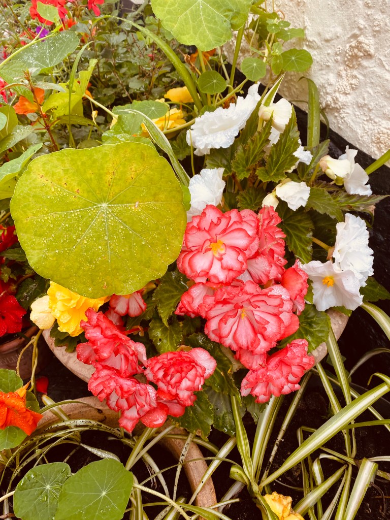 Flower box in full colour.