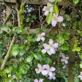 Pink Clematis.