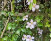 Pink Clematis.