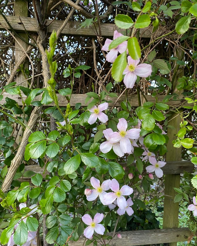 Pink Clematis.
