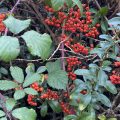 Red among the brambles.