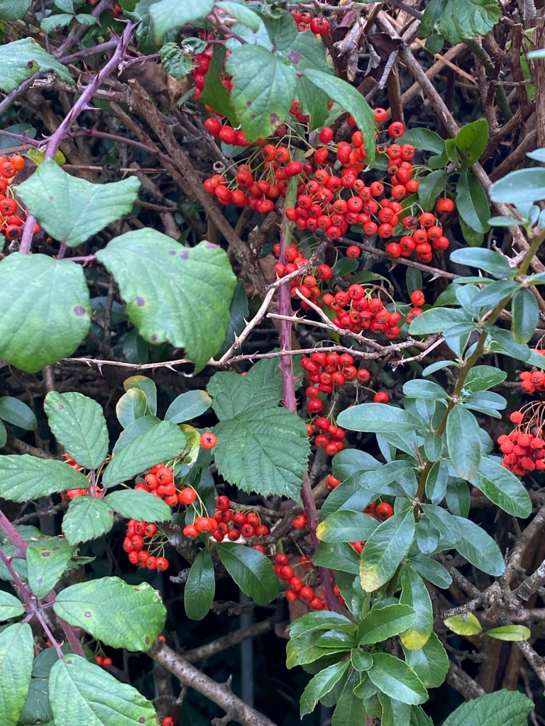 Red among the brambles.