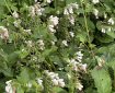 Possibly White Comfrey?