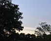 Trees in dark silhouette against an evening sky.