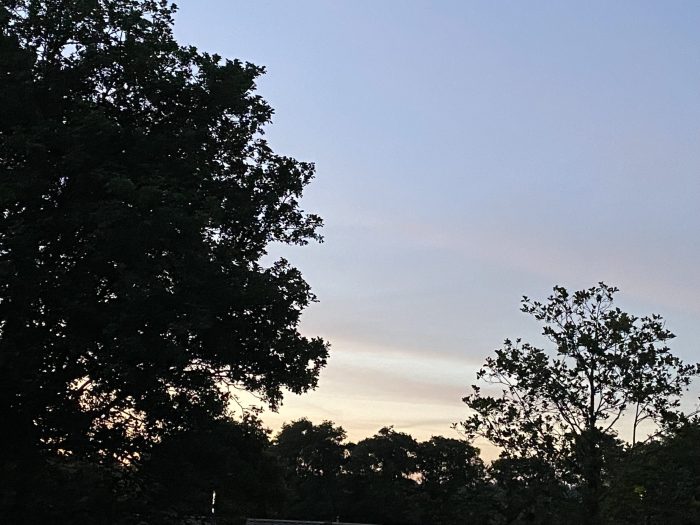 Trees in dark silhouette against an evening sky.