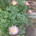 Pink and white California Poppy.
