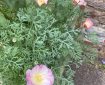 Pink and white California Poppy.