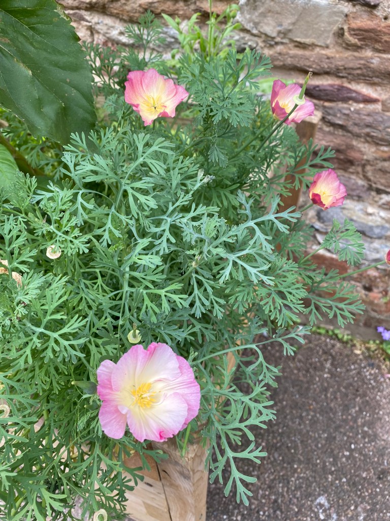 Pink and white California Poppy.