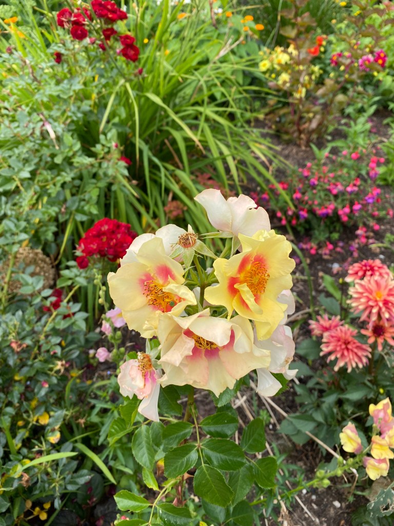 Yellow and pinky rose amongst a colourful flower bed.