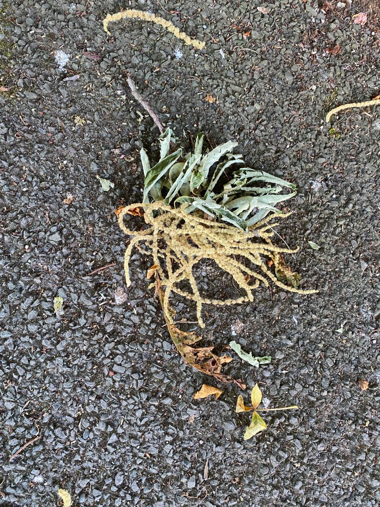 Castanea dentata (American Chestnut) seeds.