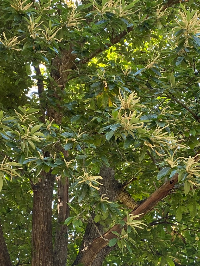 Castanea dentata (American Chestnut).