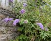 Butterfly bush (Buddleja)