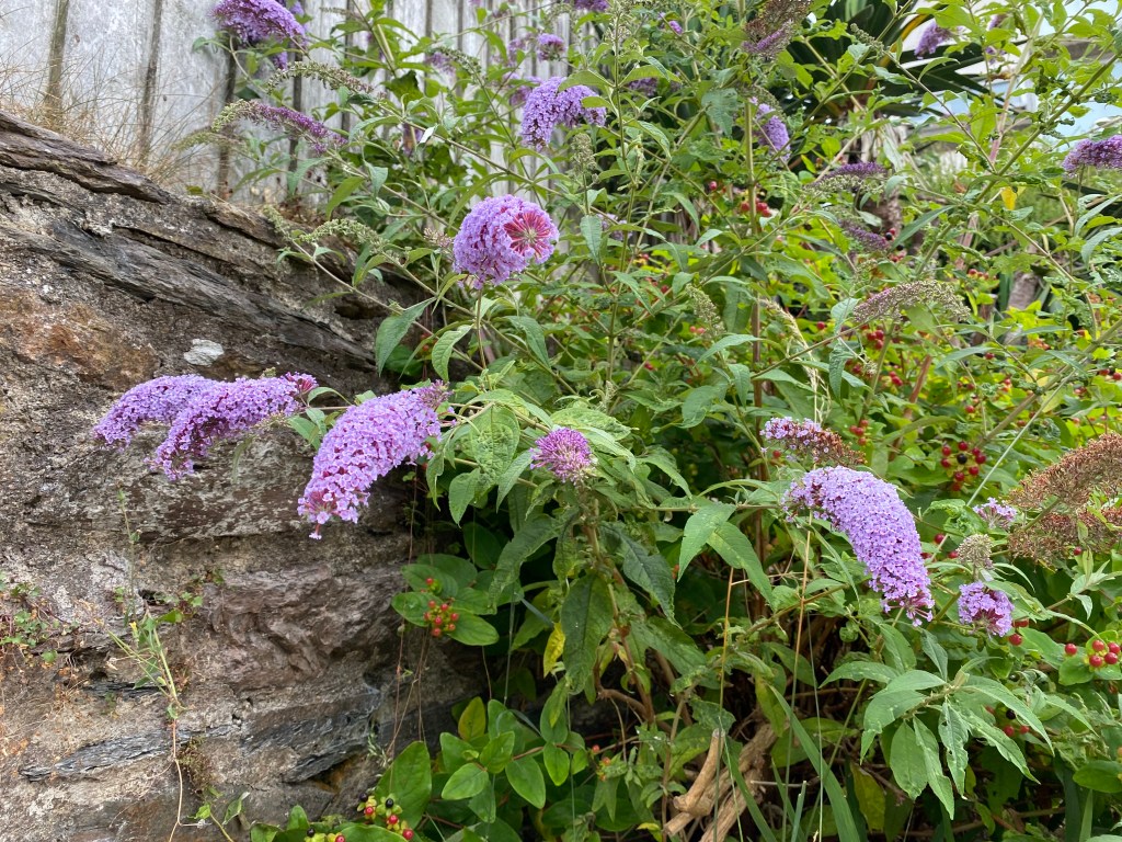 Butterfly bush (Buddleja)