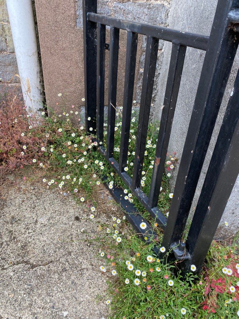 Daisies at the gate.