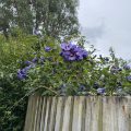 Rose of Sharon (Hibiscus syriacus Marina) looking over the fence.