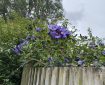 Rose of Sharon (Hibiscus syriacus Marina) looking over the fence.