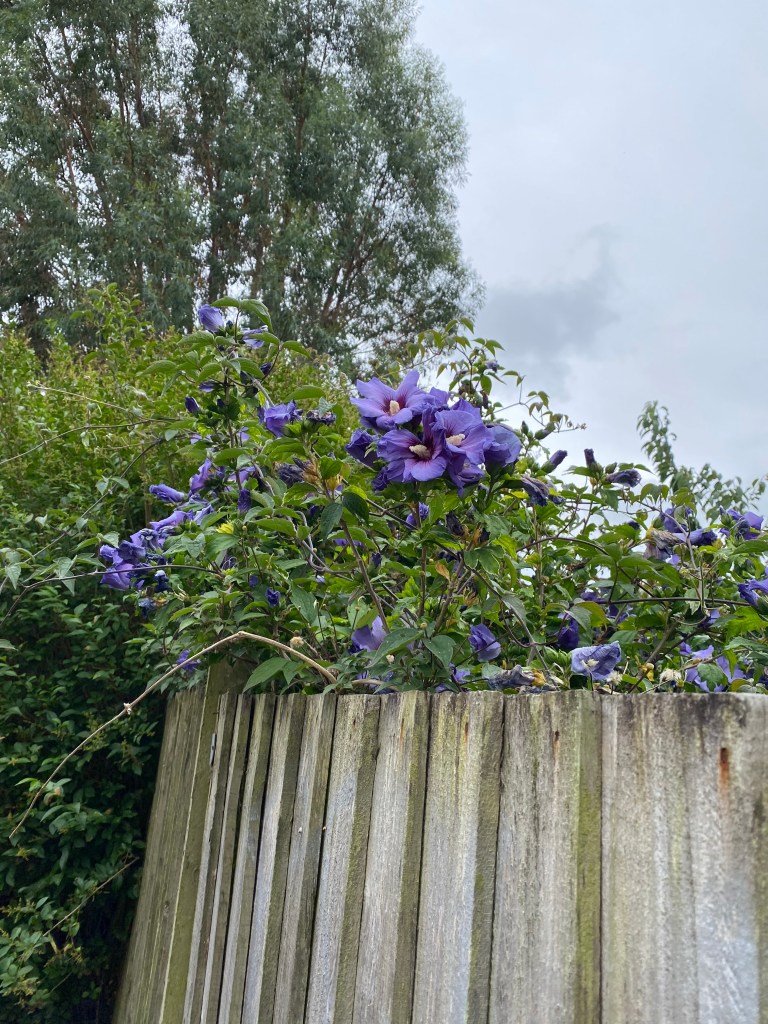 Rose of Sharon (Hibiscus syriacus Marina) looking over the fence.