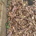 Bark and leaves accumulating on the pavement.