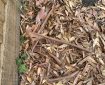 Bark and leaves accumulating on the pavement.