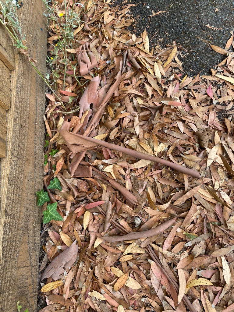 Bark and leaves accumulating on the pavement.