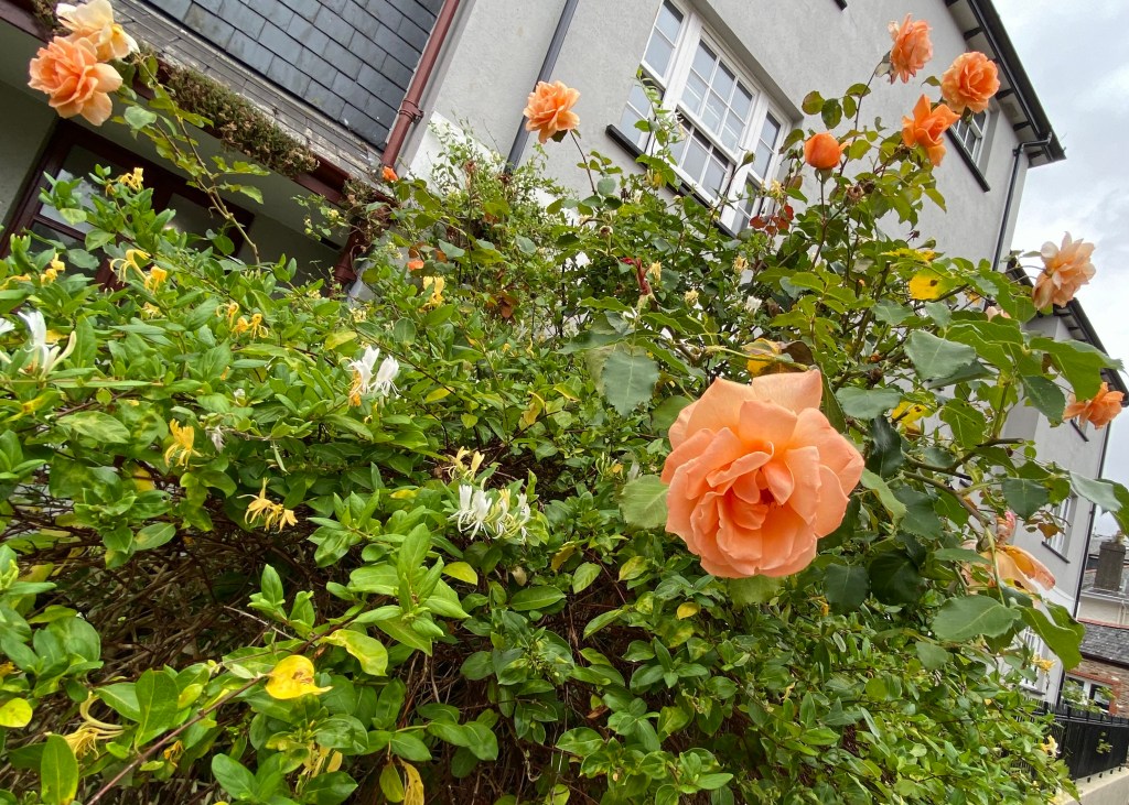 Roses and honeysuckles.