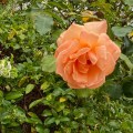 An Orange Rose.