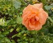 An Orange Rose.