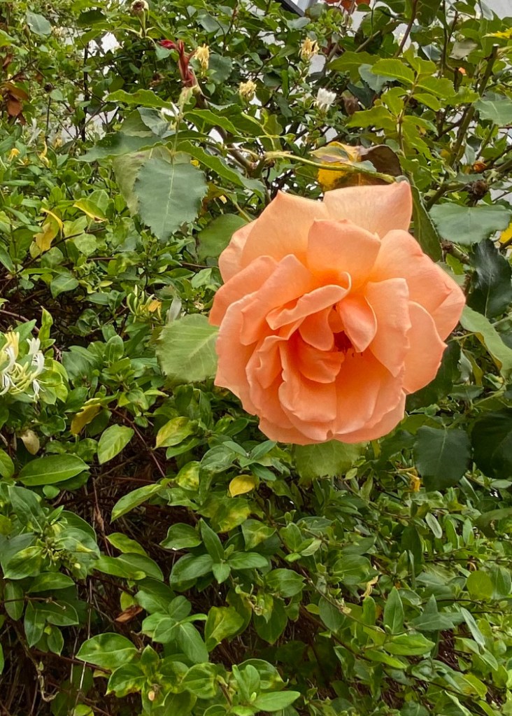 An Orange  Rose. 