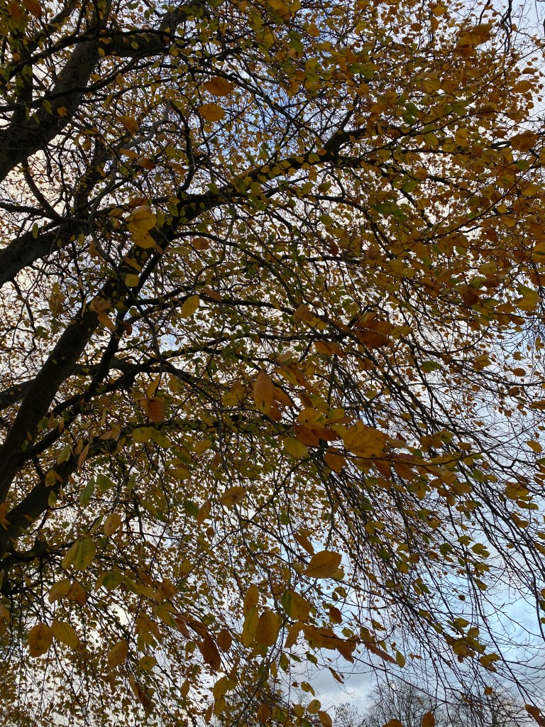 Golden leaves. 