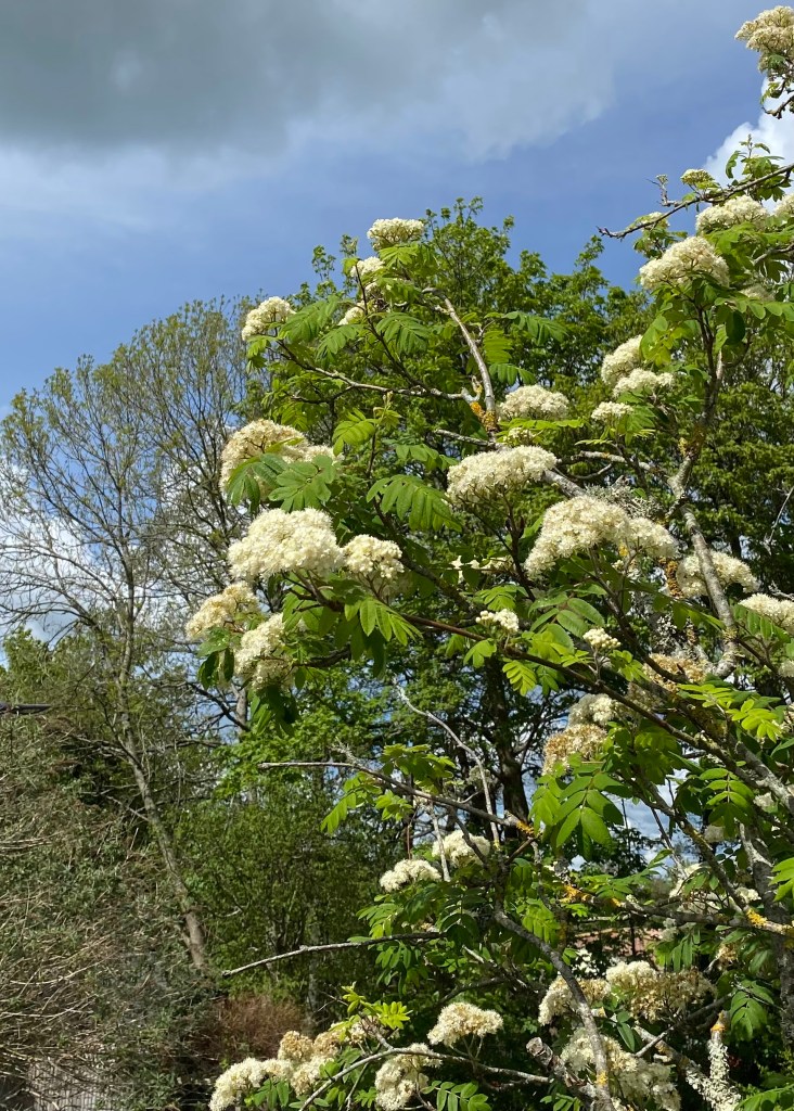 Mountain Ash Rowan Tree (Sorbus aucuparia)?