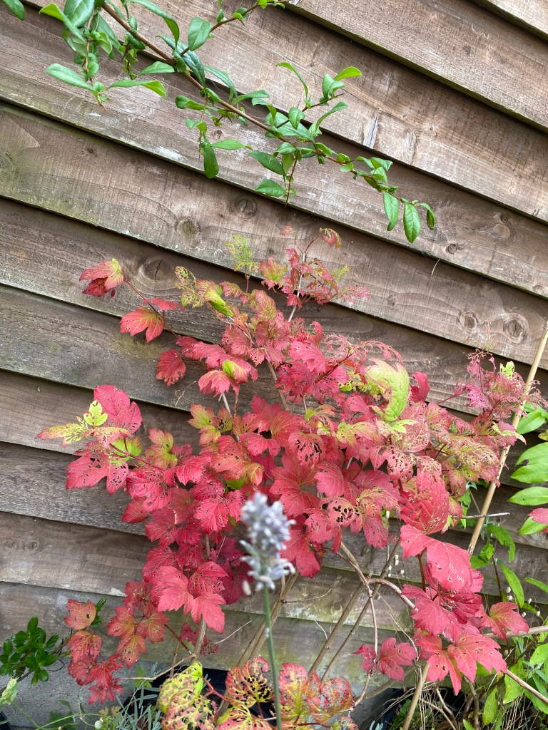 Reddish pink leaves on the fence.

Morning meditation: The Buddha’s caution against clinging to views is a reminder that the ultimate goal of the Dharma is not the articulation of truth but the direct experience of it.
