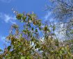 Greenery beneath puffy clouds drifting across a blue sky.