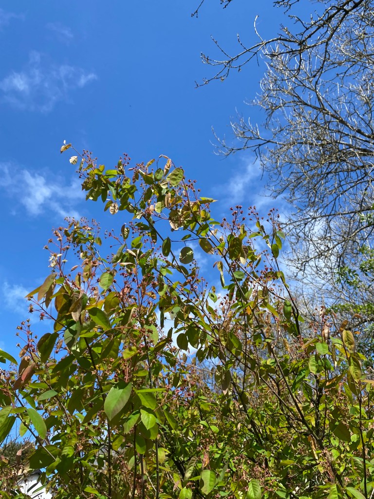 Greenery beneath puffy clouds drifting across a blue sky.