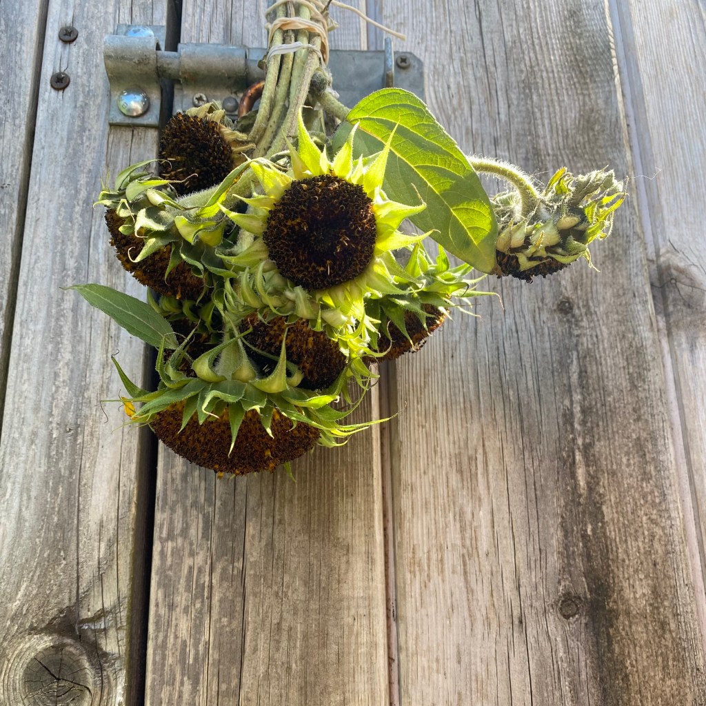 Sunflower seeds out for the birds.