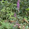 Purple Loosestrife?