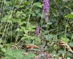 Purple Loosestrife?