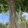Tall grass around a tree.