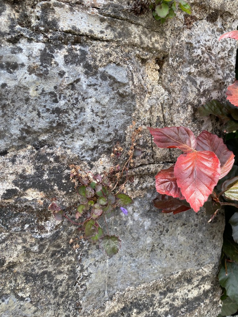 A stone wall with new leaves and a trailing bellflower.