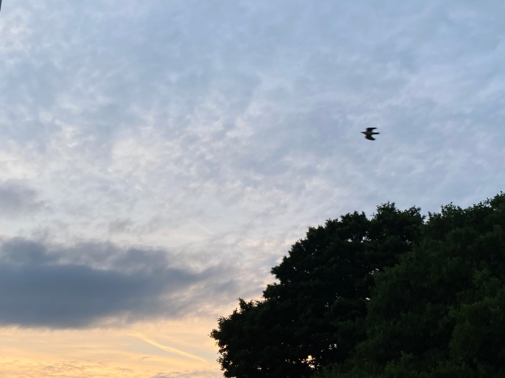 Evening sky.