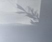 Shadows of leaves.