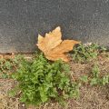 Early autumn leaf.