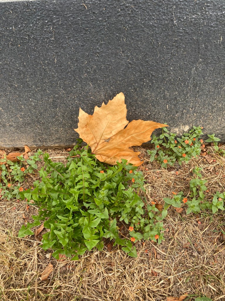 Early autumn leaf. 