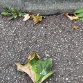 Leaves by the kerbside.